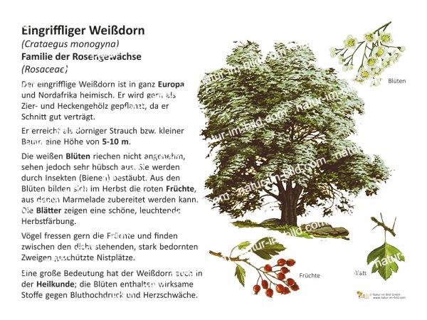 Eingriffliger Weißdorn