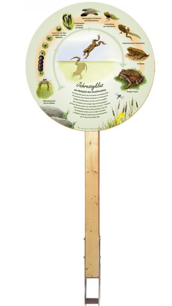 Jahreszyklus - am Beispiel des Grasfrosches