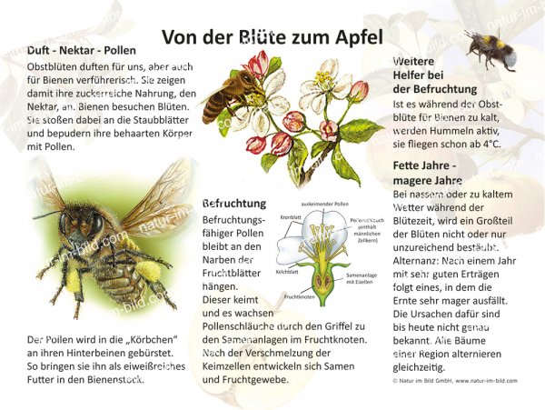 Von der Blüte zum Apfel