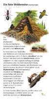 Die rote Waldameise