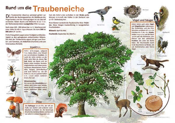 Rund um die Traubeneiche
