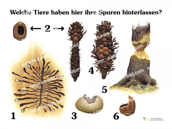 Welche Tiere haben hier ihre Spuren hinterlassen?