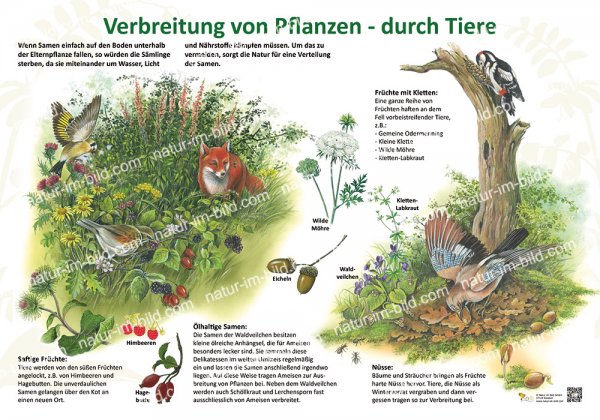 Verbreitung von Pflanzen durch Tiere