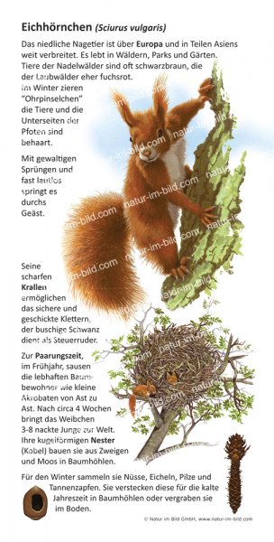 Eichhörnchen