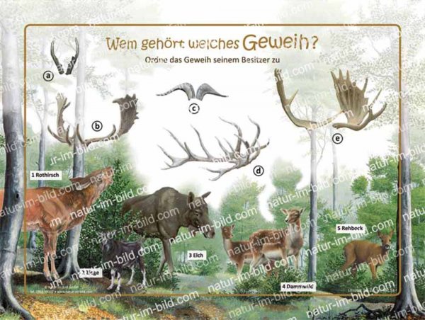 Wem gehört welches Geweih?