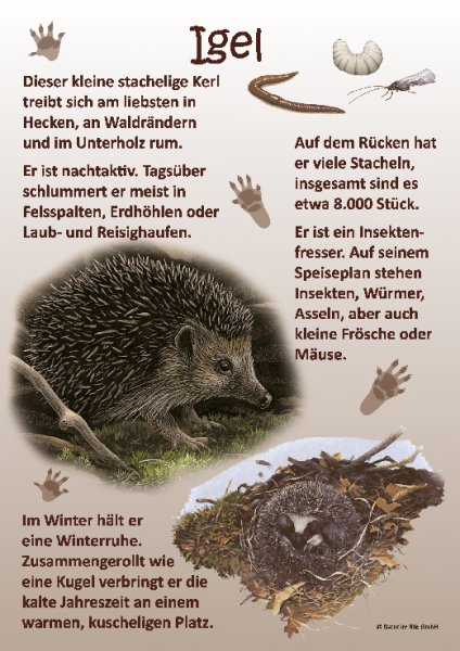 Igel