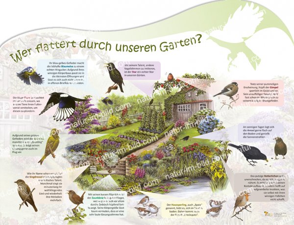 Wer flattert durch unseren Garten?