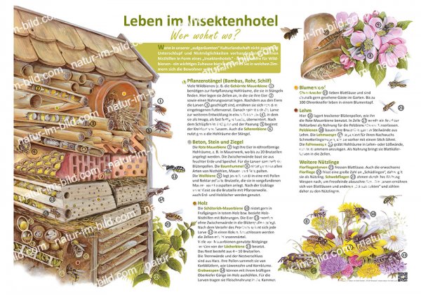 Leben im Insektenhotel - Wer wohnt wo?