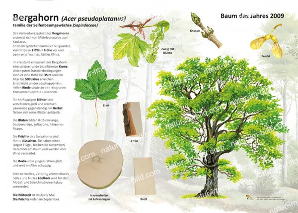 Der Bergahorn - Baum des Jahres 2009