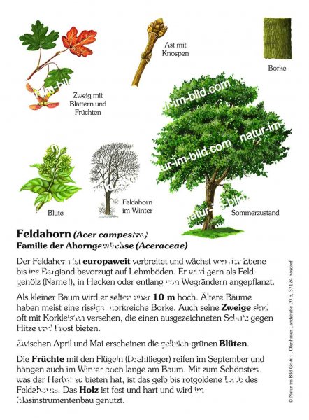 Feldahorn - Baum des Jahres 2015