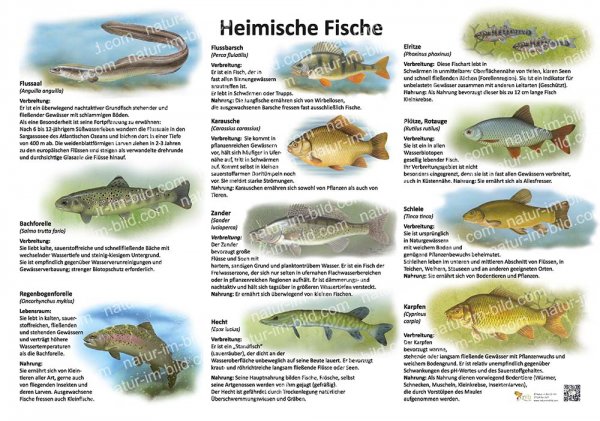 Heimische Fische