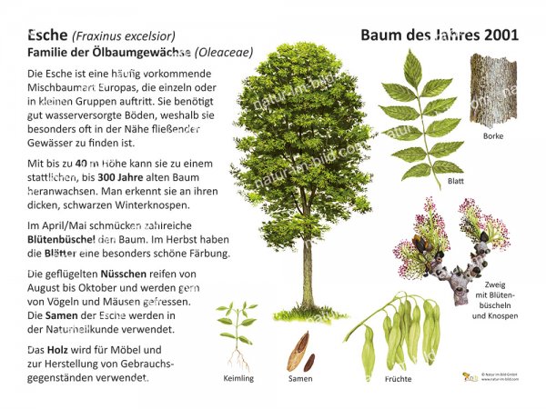 Esche - Baum des Jahres 2001