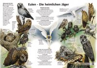 Eulen - Die heimlichen Jäger