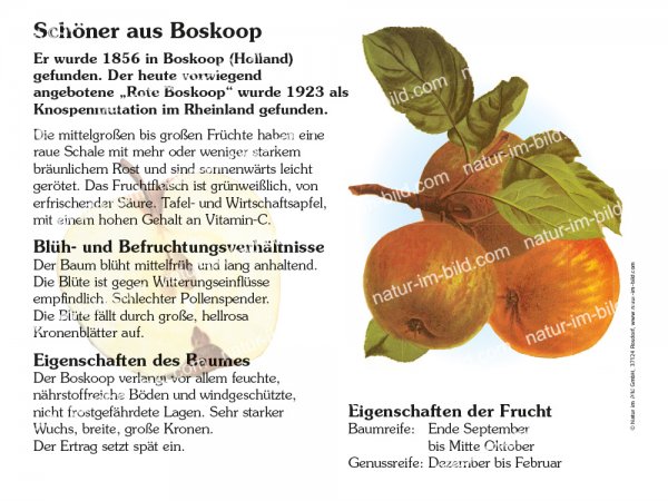 Schöner aus Boskoop