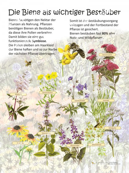 Die Biene als wichtiger Bestäuber