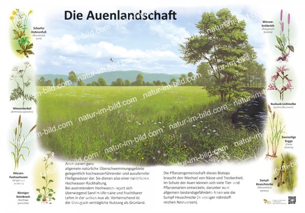 Die Auenlandschaft