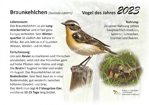 Braunkehlchen
