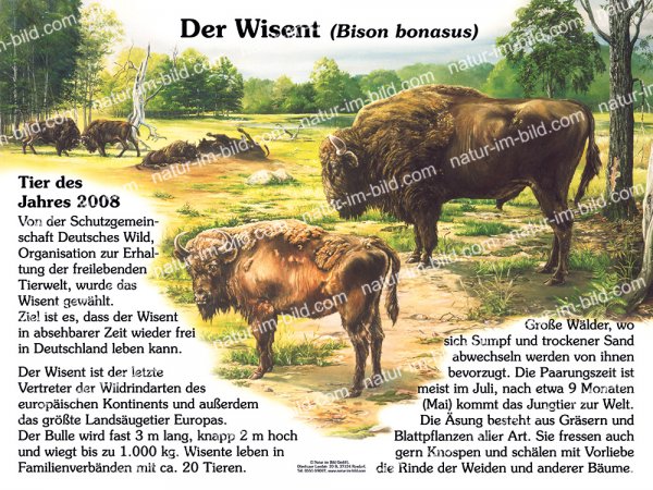 Der Wisent
