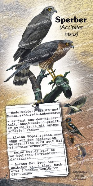 Sperber
