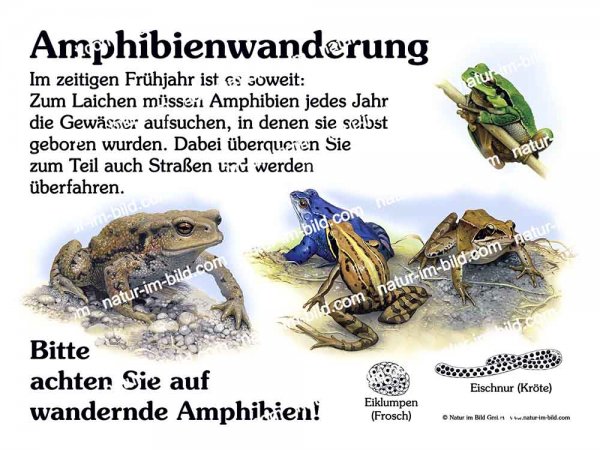 Amphibienwanderung