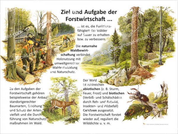 Ziel und Aufgabe der Forstwirtschaft ...