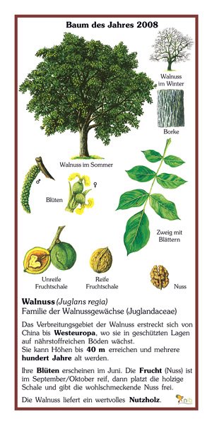 Walnuss - Baum des Jahres 2008