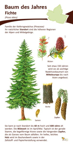 Fichte