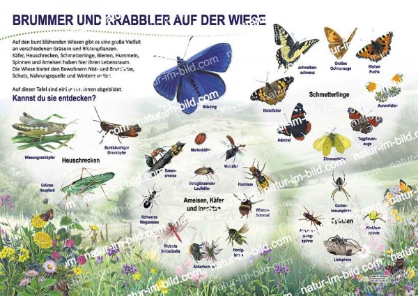 Brummer und Krabbler auf der Wiese