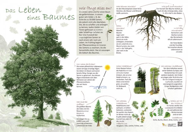 Das Leben eines Baumes