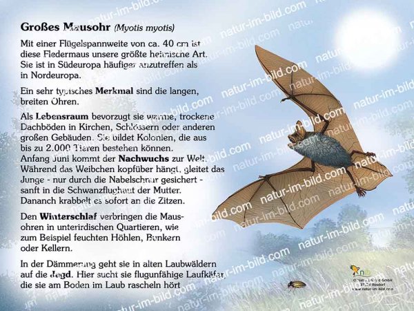 Großes Mausohr