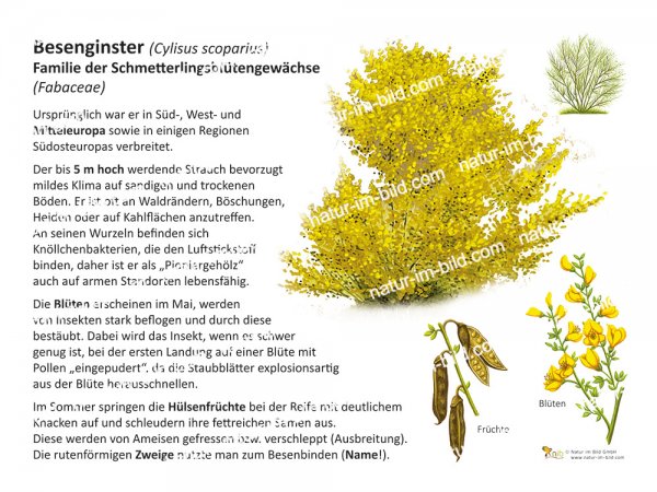 Besenginster