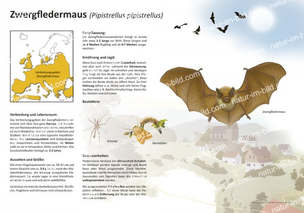 Zwergfledermaus