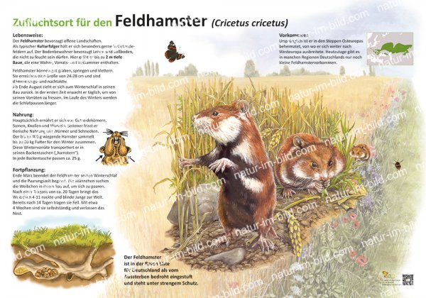 Der Feldhamster