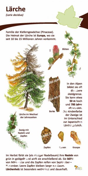 Lärche