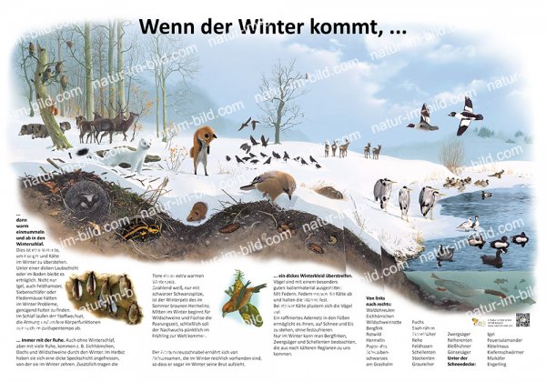 Wenn der Winter kommt