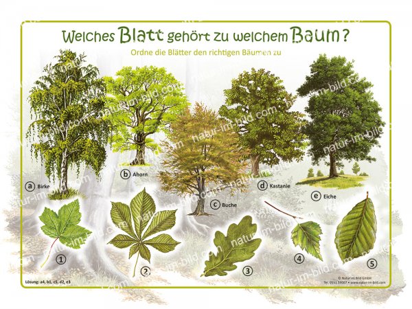 Welches Blatt gehört zu welchem Baum?