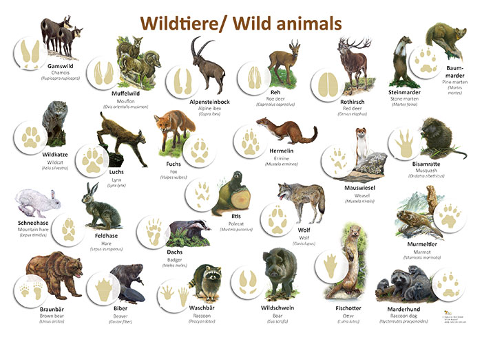Säugetiere | Lehrtafeln | Natur im Bild Lehrtafeln für Natur-, Lehr