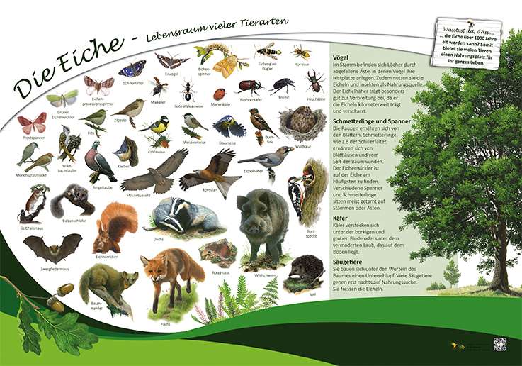 Lehrtafeln rund um das Thema Wald. Flora und Fauna im Wald, | Natur im
