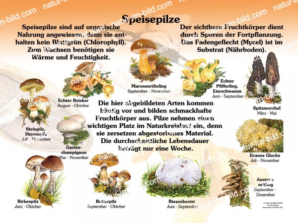Speisepilze