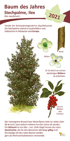 Stechpalme Ilex - Baum des Jahres 2021