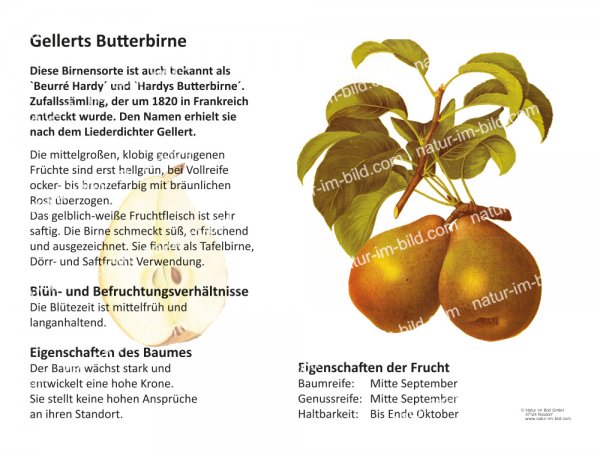 Gellerts Butterbirne