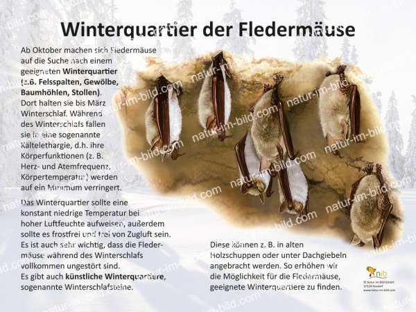 Winterquartier der Fledermäuse