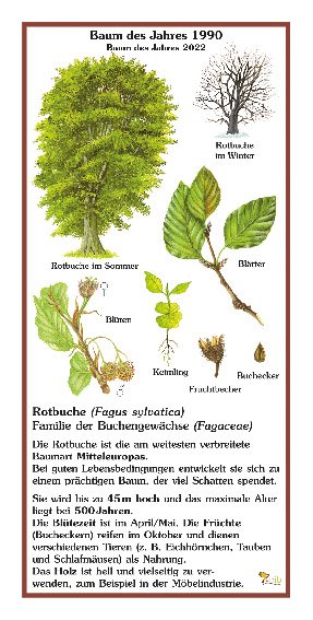 Rotbuche - Baum des Jahres 1990 und 2022