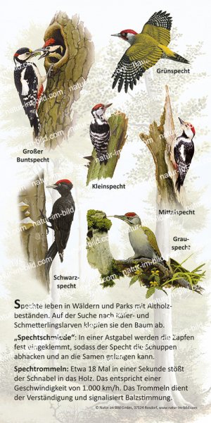 Spechte (6 Arten)
