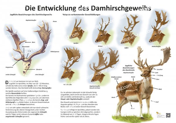 Die Entwicklung des Damhirschgeweihs