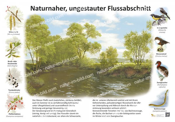 Naturnaher, ungestauter Flussabschnitt