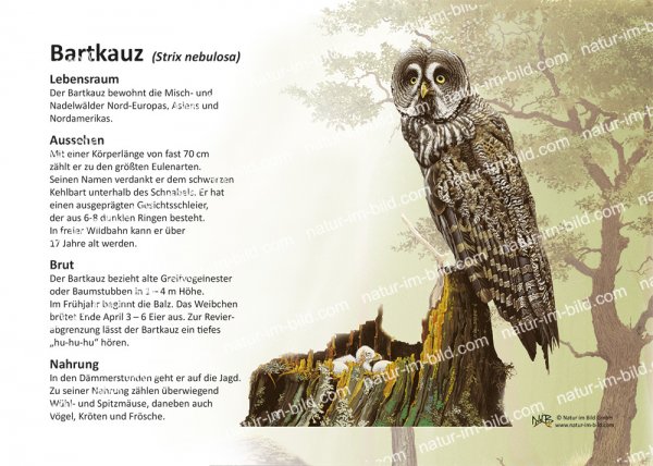 Bartkauz