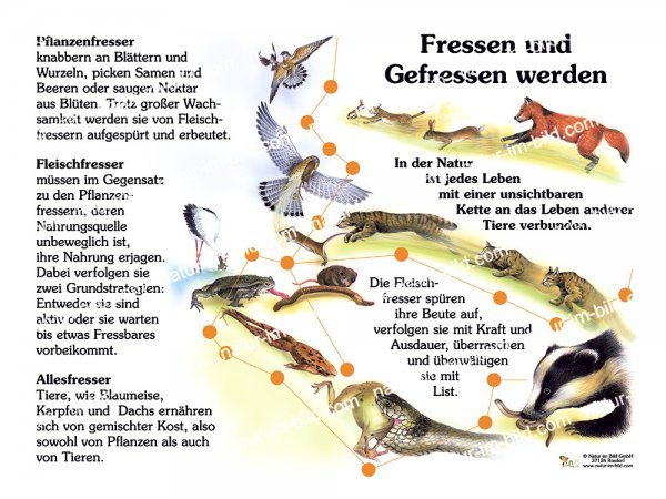 Fressen und gefressen werden