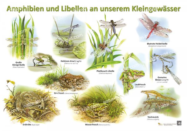 Amphibien und Libellen an unserem Kleingewässer