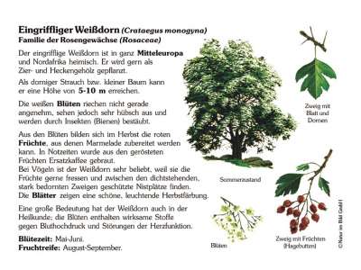 Hängebirke - Heilpflanze Der Volksmedizin